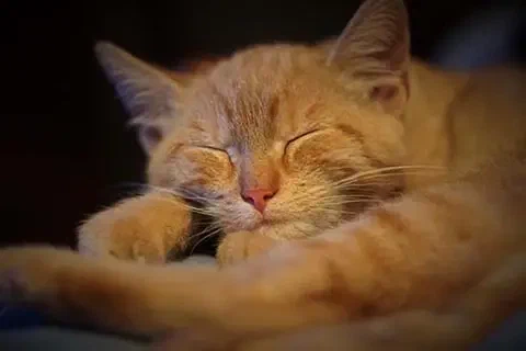 Kater Felix beim Mittagsschlaf